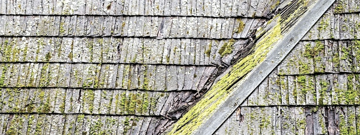 Roof Mold and Mildew Growth on Roofing Materials